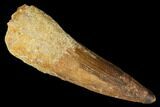 Huge, Spinosaurus Tooth - Real Dinosaur Tooth #175309-1